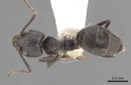 Technomyrmex modiglianii specimen CASENT0249795 image casent0249795_1