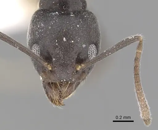Technomyrmex modiglianii specimen CASENT0249795 image casent0249795_2