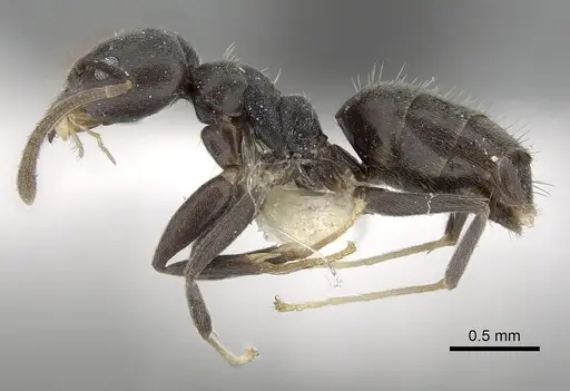 Technomyrmex modiglianii specimen CASENT0249795 image casent0249795_3