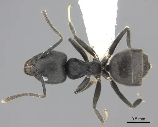 Technomyrmex modiglianii specimen CASENT0616940 image casent0616940_1