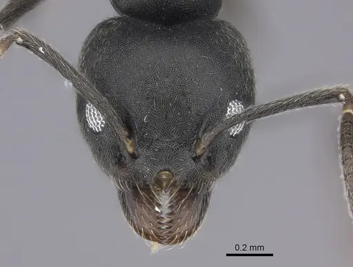 Technomyrmex modiglianii specimen CASENT0616940 image casent0616940_2
