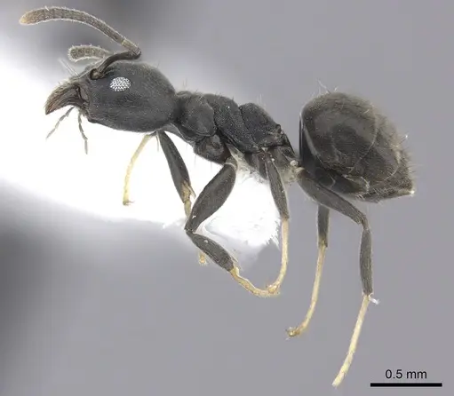 Technomyrmex modiglianii specimen CASENT0616940 image casent0616940_3