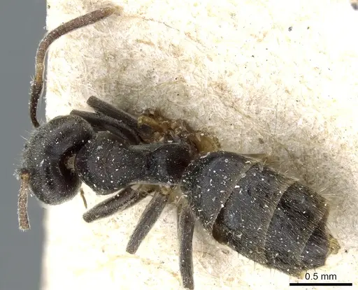 Technomyrmex modiglianii specimen CASENT0905065 image casent0905065_1