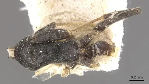 Technomyrmex modiglianii specimen CASENT0909805 image casent0909805_1