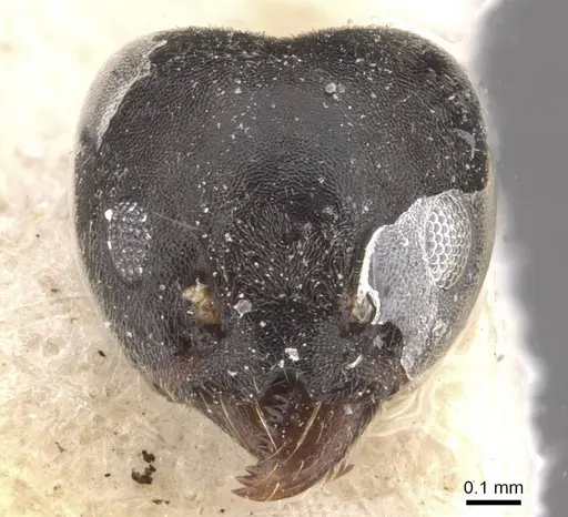 Technomyrmex modiglianii specimen CASENT0909805 image casent0909805_2