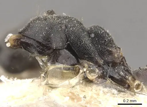 Technomyrmex modiglianii specimen CASENT0909805 image casent0909805_3