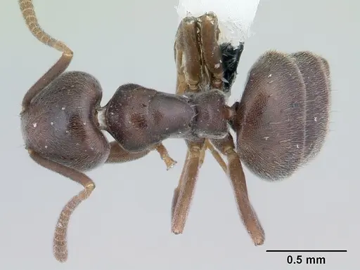 Technomyrmex moerens specimen CASENT0178277 image casent0178277_1