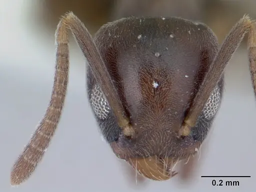 Technomyrmex moerens specimen CASENT0178277 image casent0178277_2