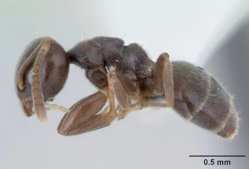 Technomyrmex moerens specimen CASENT0178277 image casent0178277_3