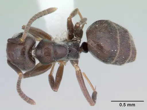 Technomyrmex moerens specimen CASENT0178278 image casent0178278_1