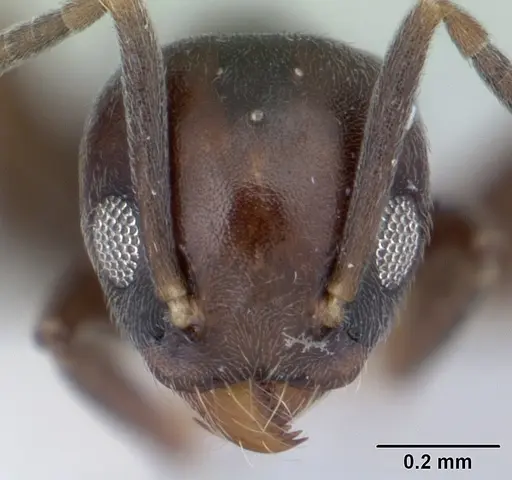 Technomyrmex moerens specimen CASENT0178278 image casent0178278_2
