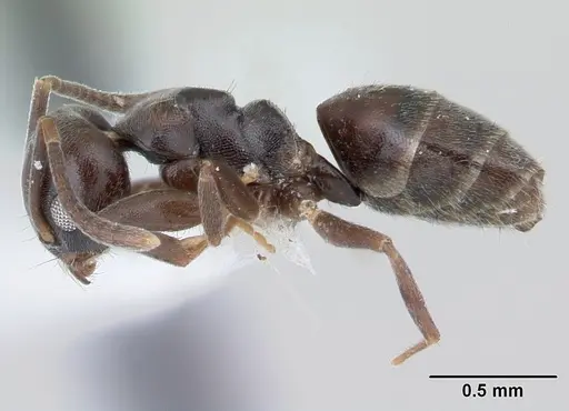Technomyrmex moerens specimen CASENT0178278 image casent0178278_3