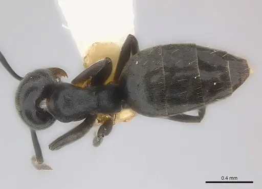 Technomyrmex moerens specimen CASENT0217127 image casent0217127_1