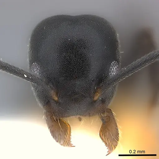 Technomyrmex moerens specimen CASENT0217127 image casent0217127_2