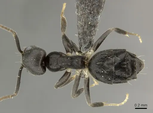Technomyrmex moerens specimen CASENT0235732 image casent0235732_1