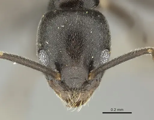 Technomyrmex moerens specimen CASENT0235732 image casent0235732_2