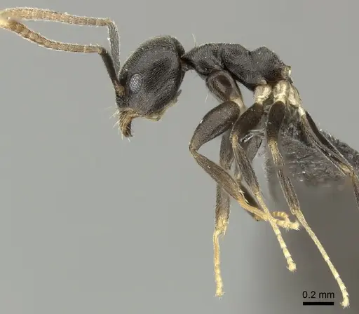 Technomyrmex moerens specimen CASENT0235732 image casent0235732_3