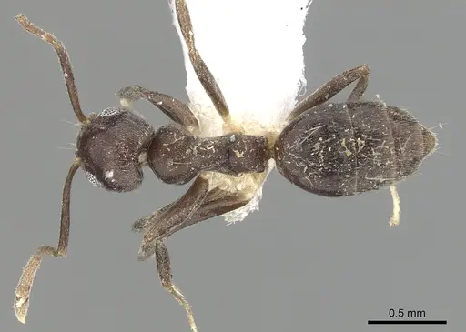 Technomyrmex moerens specimen CASENT0249796 image casent0249796_1