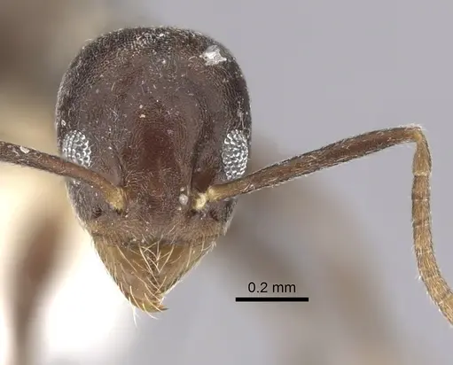 Technomyrmex moerens specimen CASENT0249796 image casent0249796_2