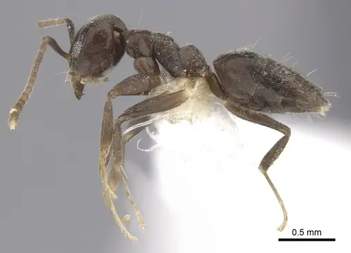 Technomyrmex moerens specimen CASENT0249796 image casent0249796_3