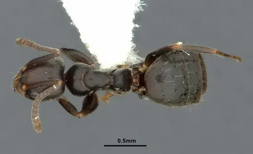 Technomyrmex moerens specimen CASENT0886033 image casent0886033_1