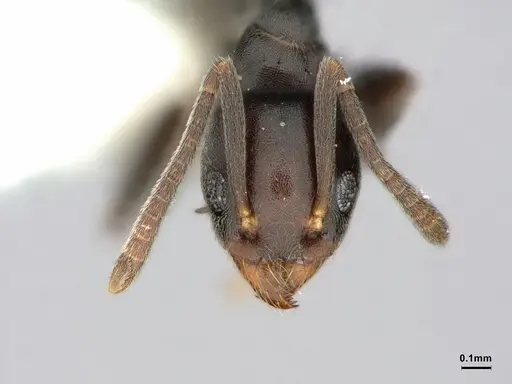 Technomyrmex moerens specimen CASENT0886033 image casent0886033_2