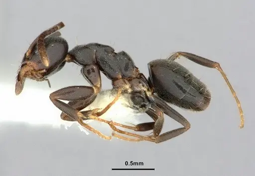 Technomyrmex moerens specimen CASENT0886033 image casent0886033_3