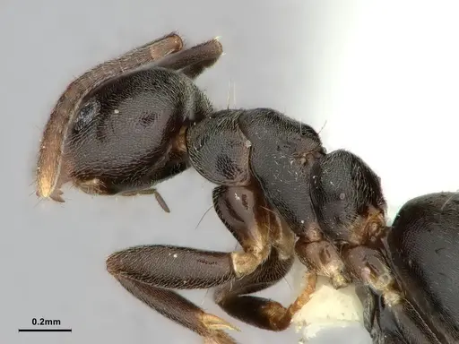 Technomyrmex moerens specimen CASENT0886033 image casent0886033_4