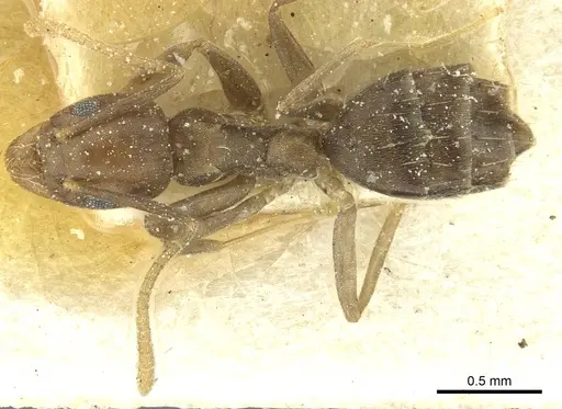 Technomyrmex moerens specimen CASENT0911589 image casent0911589_1