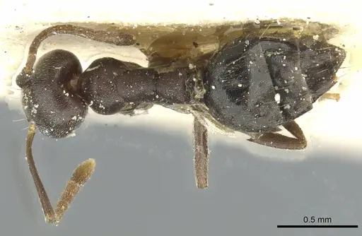 Technomyrmex moerens specimen CASENT0911590 image casent0911590_1