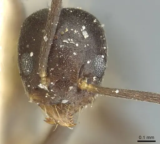 Technomyrmex moerens specimen CASENT0911590 image casent0911590_2