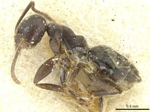 Technomyrmex moerens specimen CASENT0911590 image casent0911590_3