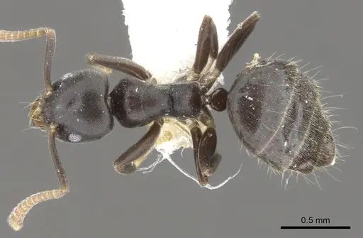 Technomyrmex myops specimen CASENT0903036 image casent0903036_1
