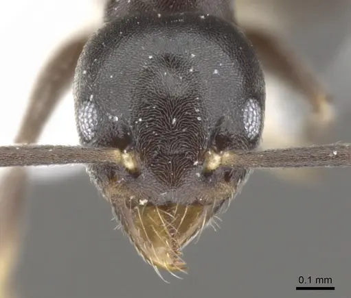 Technomyrmex myops specimen CASENT0903036 image casent0903036_2