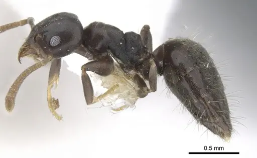 Technomyrmex myops specimen CASENT0903036 image casent0903036_3