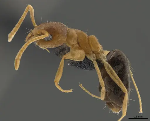 Technomyrmex nigriventris specimen CASENT0094453 image casent0094453_1