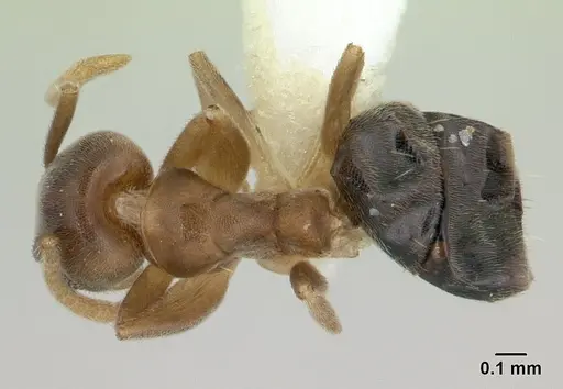 Technomyrmex nigriventris specimen CASENT0178279 image casent0178279_1