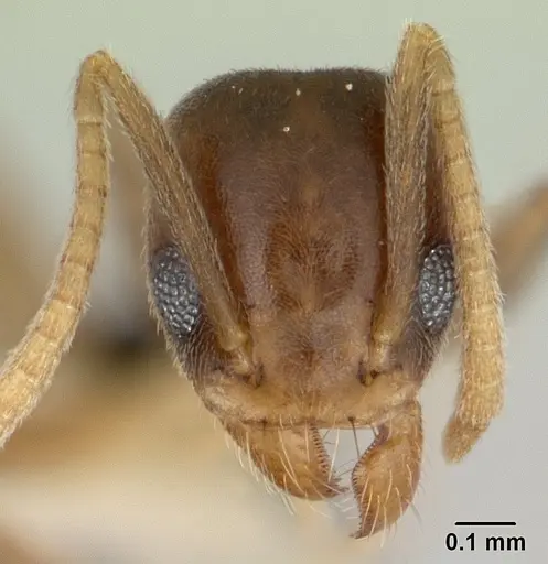 Technomyrmex nigriventris specimen CASENT0178279 image casent0178279_2