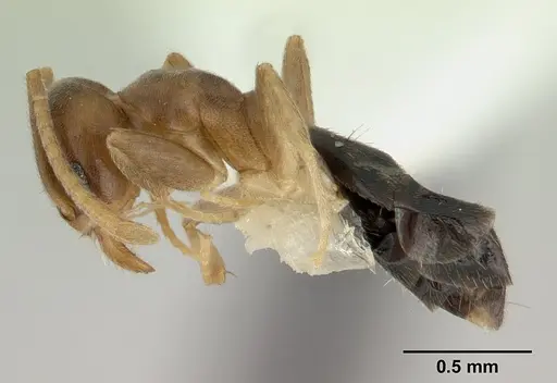 Technomyrmex nigriventris specimen CASENT0178279 image casent0178279_3