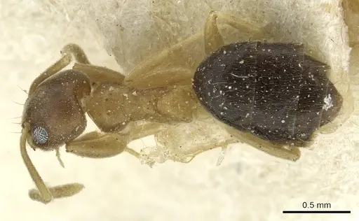 Technomyrmex nigriventris specimen CASENT0911591 image casent0911591_1