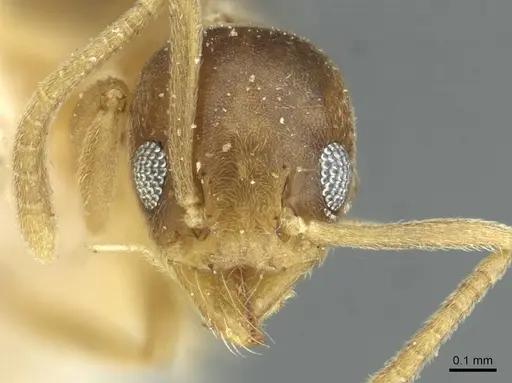 Technomyrmex nigriventris specimen CASENT0911591 image casent0911591_2