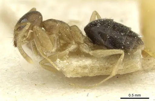 Technomyrmex nigriventris specimen CASENT0911591 image casent0911591_3