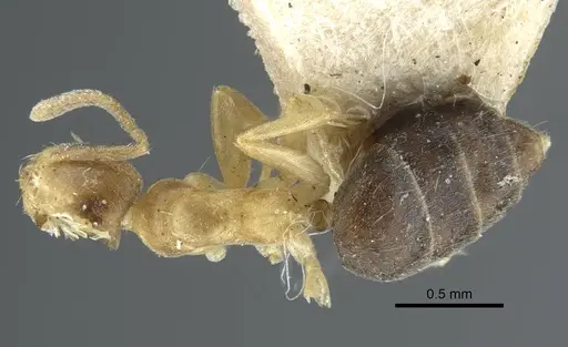 Technomyrmex nigriventris specimen CASENT0917129 image casent0917129_1