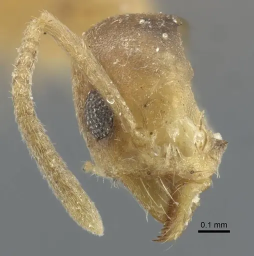 Technomyrmex nigriventris specimen CASENT0917129 image casent0917129_2