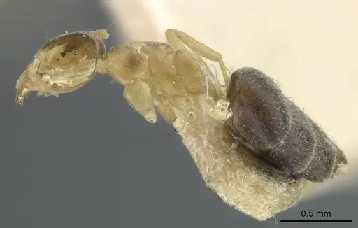 Technomyrmex nigriventris specimen CASENT0917129 image casent0917129_3