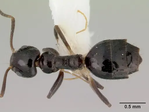 Technomyrmex nitens specimen CASENT0172028 image casent0172028_1