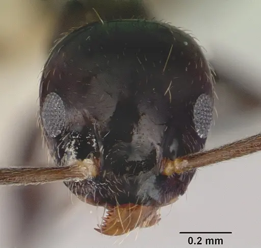 Technomyrmex nitens specimen CASENT0172028 image casent0172028_2