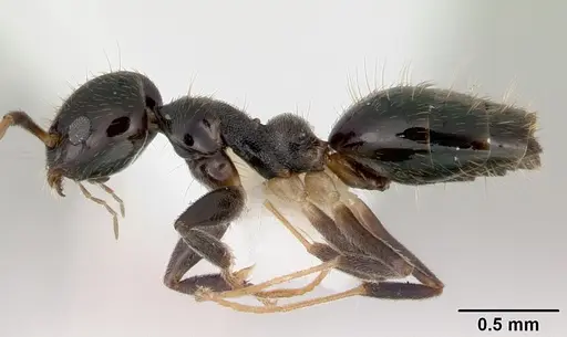 Technomyrmex nitens specimen CASENT0172028 image casent0172028_3