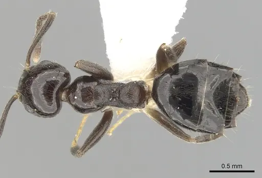 Technomyrmex nitens specimen CASENT0249797 image casent0249797_1