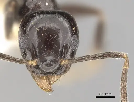 Technomyrmex nitens specimen CASENT0249797 image casent0249797_2